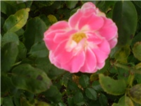 0599cb77-Picture 784.jpg